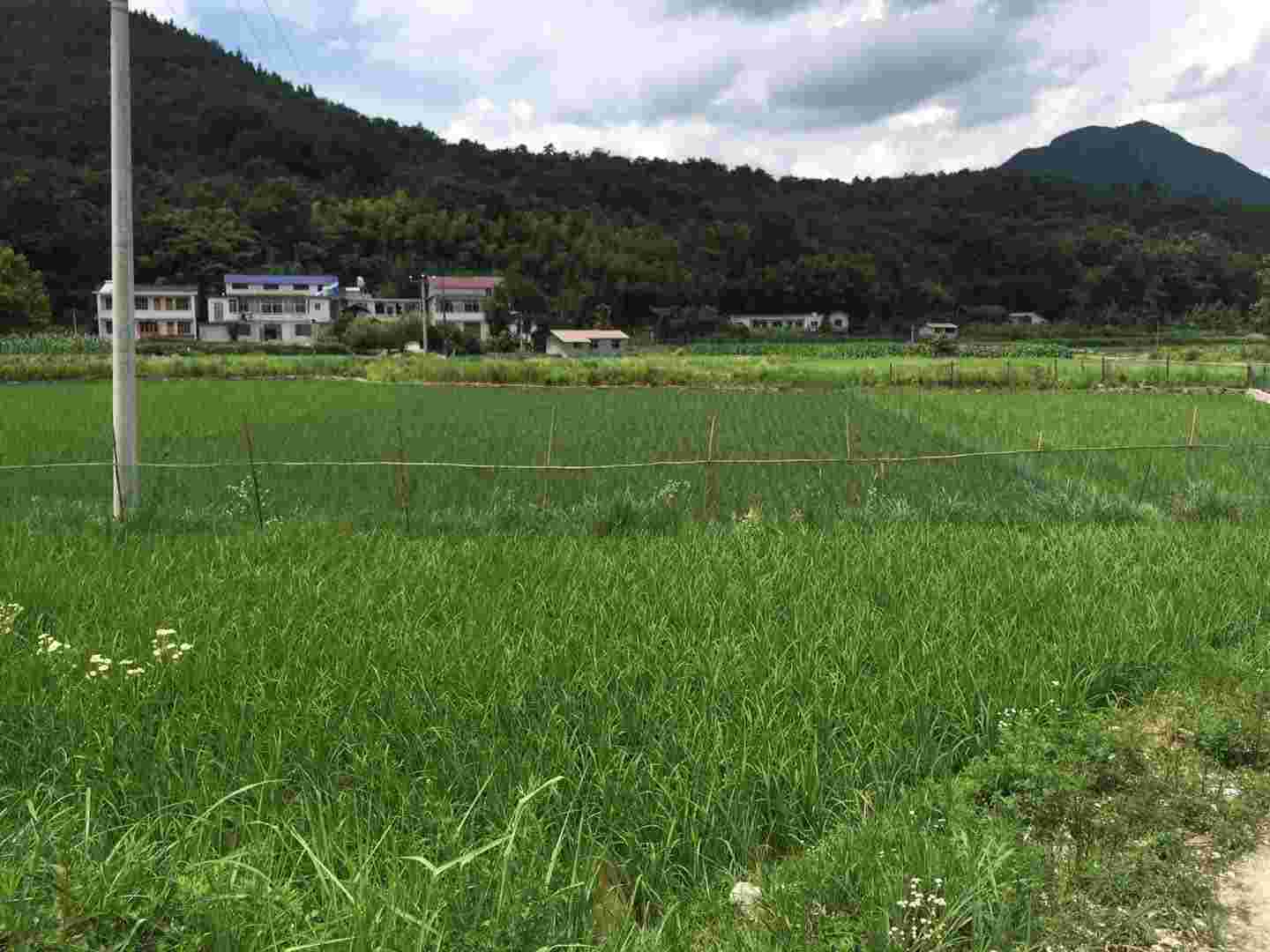 袁氏麓峰現(xiàn)代農(nóng)業(yè)有限公司,長(zhǎng)沙袁酒原材料基地管理,白酒銷售,酒類銷售哪里好 袁氏麓峰現(xiàn)代農(nóng)業(yè)有限公司,長(zhǎng)沙袁酒原材料基地管理,白酒銷售,酒類銷售哪里好