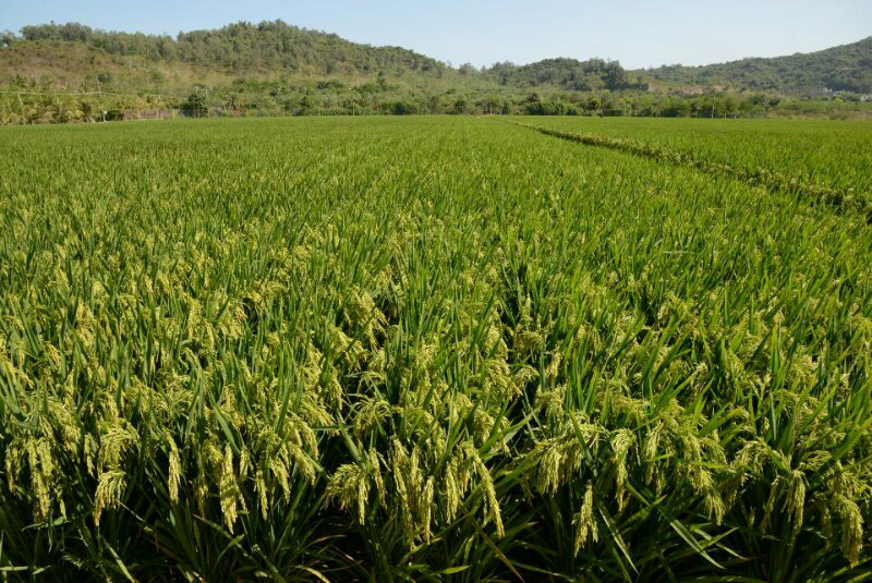 袁氏麓峰現代農業有限公司,長沙袁酒原材料基地管理,白酒銷售,酒類銷售哪里好