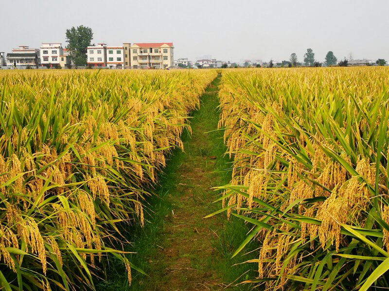 袁氏麓峰現代農業有限公司,長沙袁酒原材料基地管理,白酒銷售,酒類銷售哪里好